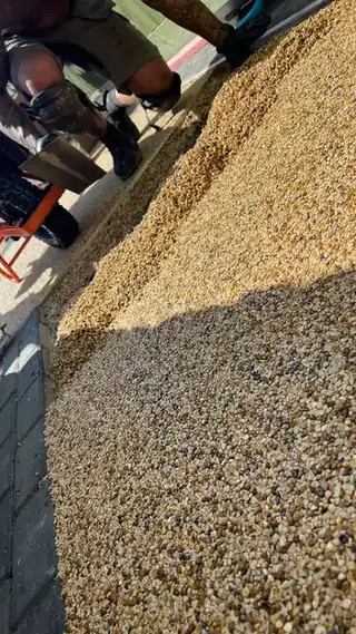 Golden aggregate being spread out across the bed before trowelling